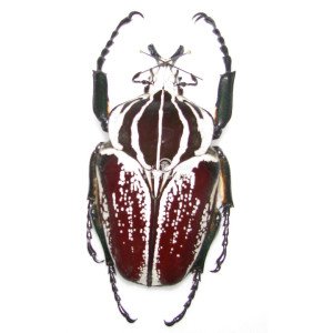 GOLIATHUS GOLIATHUSGOLIATHUS GOLIATUS CONSPERSUS